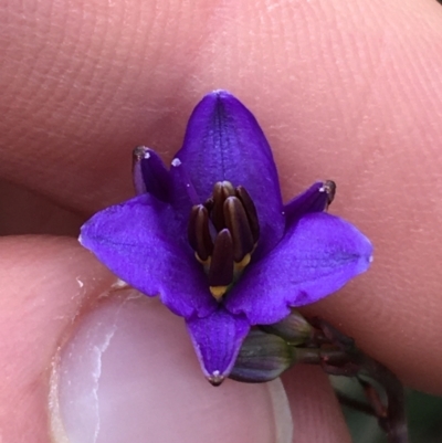 Dianella revoluta (Black-Anther Flax Lily) at Downer, ACT - 28 Aug 2021 by NedJohnston