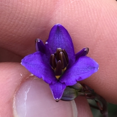 Dianella revoluta (Black-Anther Flax Lily) at Downer, ACT - 28 Aug 2021 by Ned_Johnston