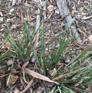 Dianella revoluta at Downer, ACT - 28 Aug 2021