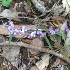 Hovea heterophylla (Common Hovea) at Downer, ACT - 28 Aug 2021 by Ned_Johnston