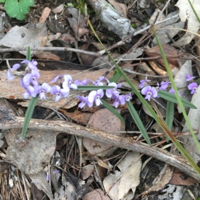 Hovea heterophylla (Common Hovea) at Downer, ACT - 28 Aug 2021 by Ned_Johnston