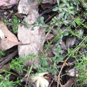 Vittadinia sp. at Downer, ACT - 28 Aug 2021