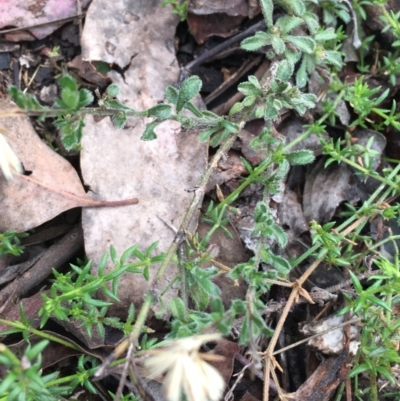 Vittadinia sp. (Fuzzweed) at Downer, ACT - 28 Aug 2021 by Ned_Johnston