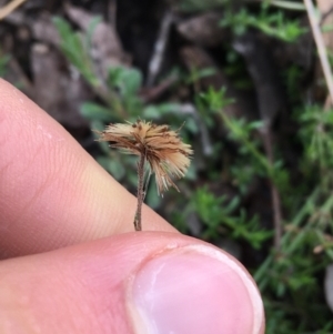 Vittadinia sp. at Downer, ACT - 28 Aug 2021