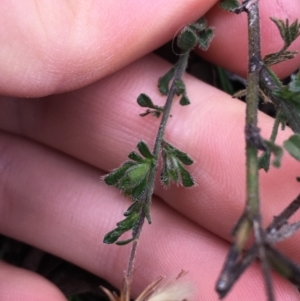 Vittadinia sp. at Downer, ACT - 28 Aug 2021