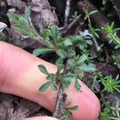 Vittadinia sp. at Downer, ACT - 28 Aug 2021