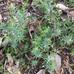 Melichrus urceolatus (Urn Heath) at Downer, ACT - 28 Aug 2021 by NedJohnston