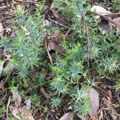 Melichrus urceolatus (Urn Heath) at Downer, ACT - 28 Aug 2021 by Ned_Johnston