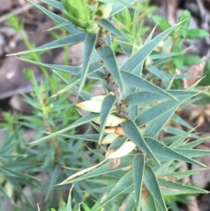 Melichrus urceolatus at Downer, ACT - 28 Aug 2021