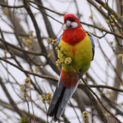Platycercus eximius (Eastern Rosella) at Holt, ACT - 29 Aug 2021 by Sammyj87