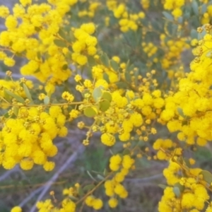 Acacia buxifolia subsp. buxifolia at Majura, ACT - 28 Aug 2021 04:32 PM