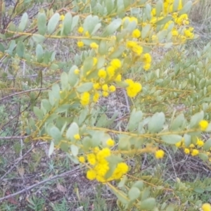 Acacia buxifolia subsp. buxifolia at Majura, ACT - 28 Aug 2021