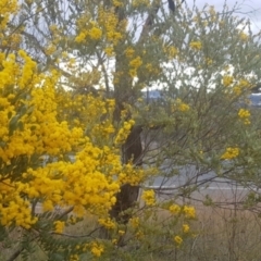 Acacia buxifolia subsp. buxifolia at Majura, ACT - 28 Aug 2021 04:32 PM