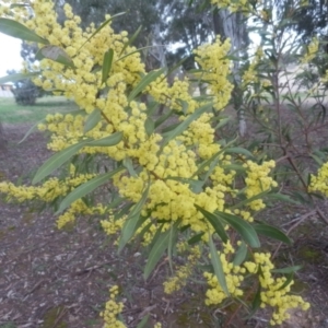 Acacia pycnantha at Dunlop, ACT - 28 Aug 2021 04:58 PM