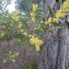 Acacia pycnantha at Dunlop, ACT - 28 Aug 2021 04:58 PM