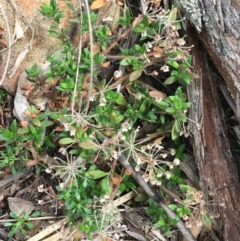 Pomax umbellata (A Pomax) at Downer, ACT - 28 Aug 2021 by NedJohnston