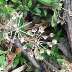 Pomax umbellata at Downer, ACT - 28 Aug 2021