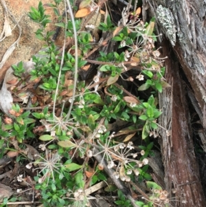 Pomax umbellata at Downer, ACT - 28 Aug 2021