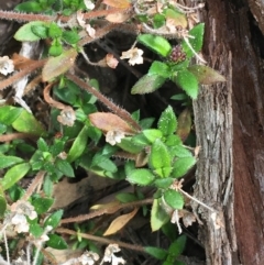 Pomax umbellata at Downer, ACT - 28 Aug 2021