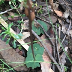 Acianthus sp. (Mayflower Orchid) at Downer, ACT - 28 Aug 2021 by Ned_Johnston