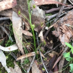 Drosera sp. at Downer, ACT - 28 Aug 2021