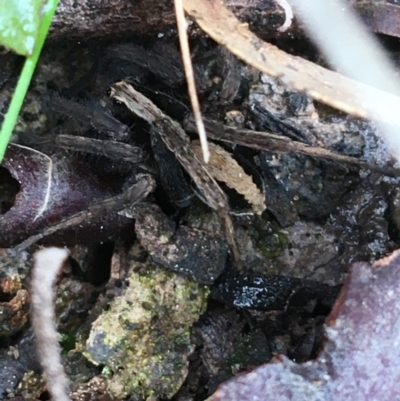 Unverified Spider at Acton, ACT - 28 Aug 2021 by NedJohnston
