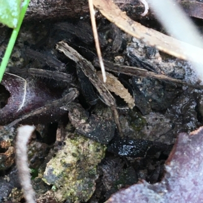 Unidentified Spider (Araneae) at Acton, ACT - 28 Aug 2021 by NedJohnston