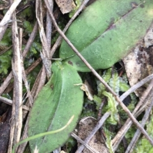 Chiloglottis sp. at Downer, ACT - suppressed