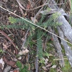 Grevillea alpina (Mountain Grevillea / Cat's Claws Grevillea) at Downer, ACT - 28 Aug 2021 by NedJohnston