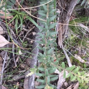 Grevillea alpina at Downer, ACT - 28 Aug 2021 11:45 AM