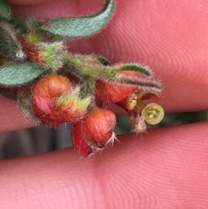 Grevillea alpina at Downer, ACT - 28 Aug 2021