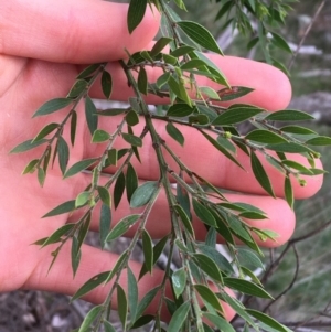 Acacia howittii at Downer, ACT - 28 Aug 2021