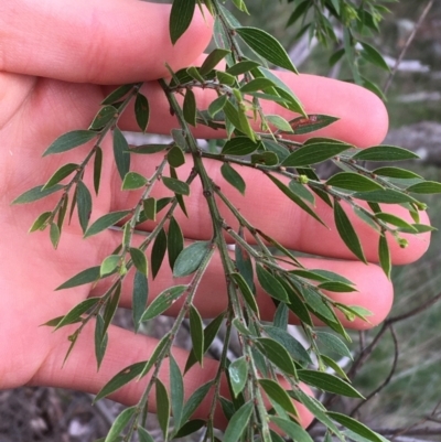 Acacia howittii (Sticky Wattle) at Downer, ACT - 28 Aug 2021 by Ned_Johnston