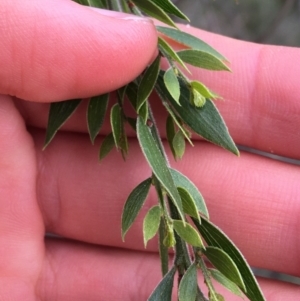 Acacia howittii at Downer, ACT - 28 Aug 2021