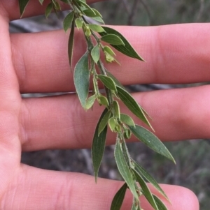 Acacia howittii at Downer, ACT - 28 Aug 2021