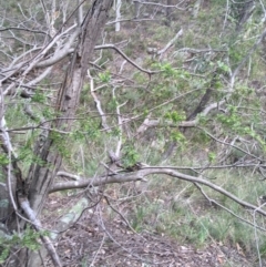 Acacia howittii at Downer, ACT - 28 Aug 2021