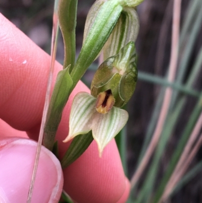 Bunochilus umbrinus (Broad-sepaled Leafy Greenhood) at Acton, ACT - 28 Aug 2021 by Ned_Johnston