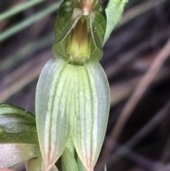 Bunochilus umbrinus (ACT) = Pterostylis umbrina (NSW) (Broad-sepaled Leafy Greenhood) at Point 4712 by NedJohnston