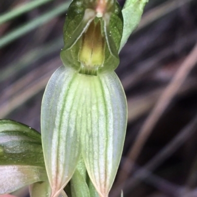 Bunochilus umbrinus (ACT) = Pterostylis umbrina (NSW) (Broad-sepaled Leafy Greenhood) at Point 4712 by NedJohnston