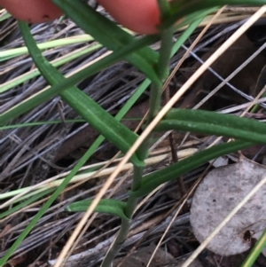 Bunochilus umbrinus (ACT) = Pterostylis umbrina (NSW) at suppressed - suppressed