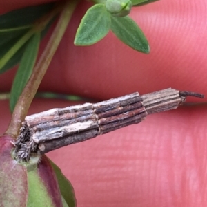 Lepidoscia arctiella at Downer, ACT - 28 Aug 2021 11:52 AM