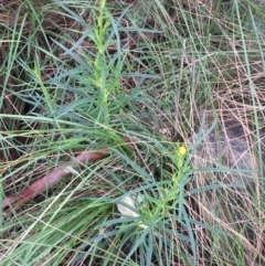 Xerochrysum viscosum (Sticky Everlasting) at Acton, ACT - 29 Aug 2021 by Ned_Johnston