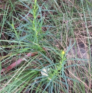 Xerochrysum viscosum at Acton, ACT - 29 Aug 2021