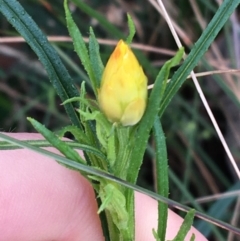 Xerochrysum viscosum at Acton, ACT - 29 Aug 2021