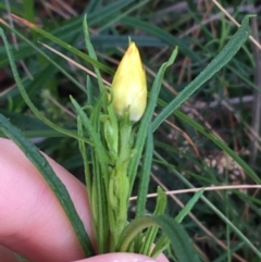 Xerochrysum viscosum at Acton, ACT - 29 Aug 2021