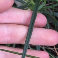 Xerochrysum viscosum at Acton, ACT - 29 Aug 2021