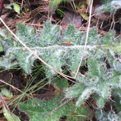 Cirsium vulgare at Acton, ACT - 29 Aug 2021