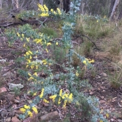 Acacia baileyana (Cootamundra Wattle, Golden Mimosa) at Acton, ACT - 29 Aug 2021 by Ned_Johnston