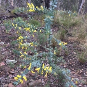 Acacia baileyana at Acton, ACT - 29 Aug 2021