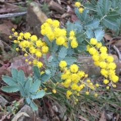 Acacia baileyana at Acton, ACT - 29 Aug 2021